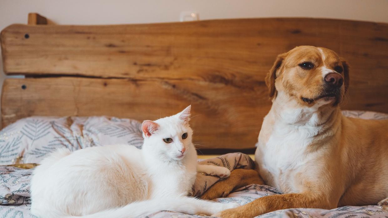 SinPatinhas: 5 pontos para entender como funciona o cadastro para pets lançado pelo Governo Federal